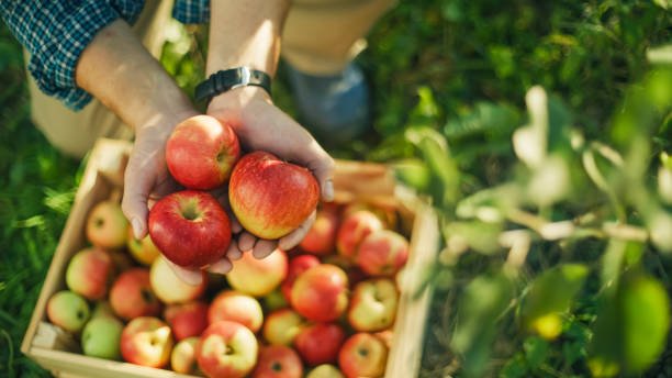 Apples are rich in quercetin, a plant flavonoid that supports the liver and helps manage estrogen dominance.