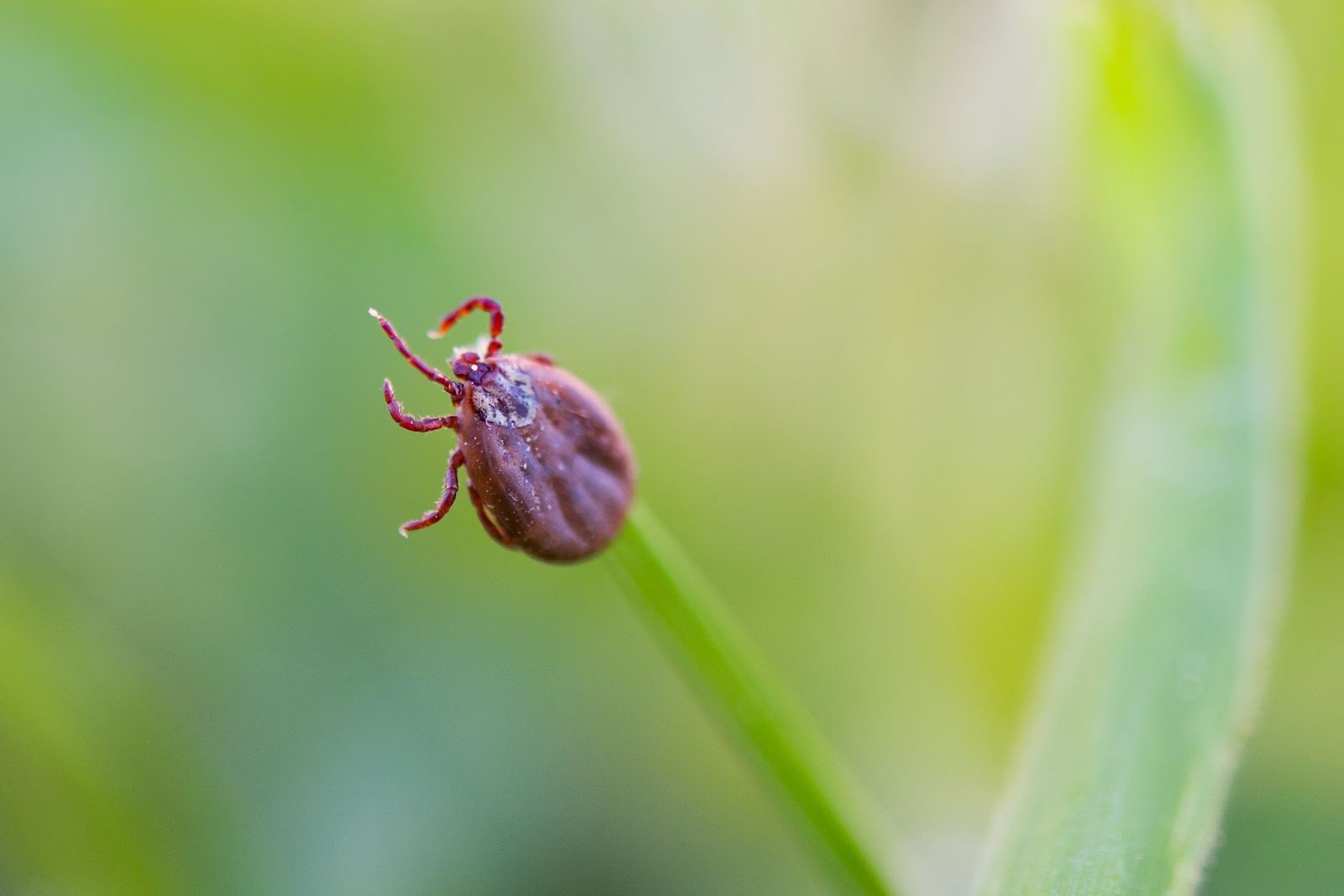 Is Lyme Disease Contagious? A Simple Guide for Everyone